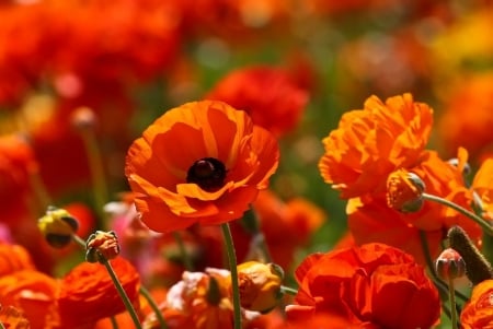 Poppies - gatden, blossoms, buds, orange, petals