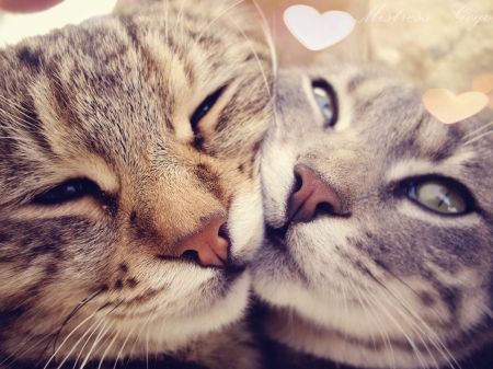 Affection - cat, love, animal, kitten