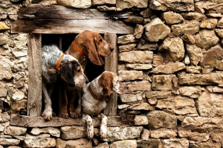 On The Lookout - Window, Dogs, Stones, Lookout