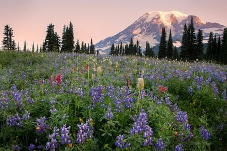 Mazama Ridge, Mt. Rainier NP - flowers, usa, trees, landscape