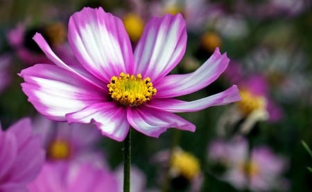 purple and white - white, purple, garden, flower