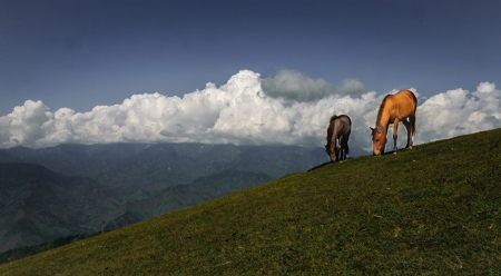 Wild Horses - horse, nature, amazing, mountain