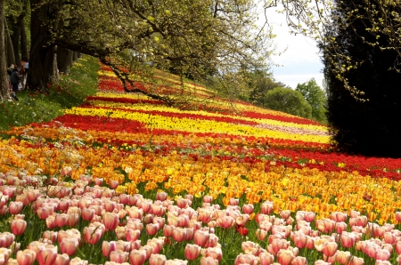 Island of Mainau, Germany - blossoms, tulips, field, spring, trees, colors