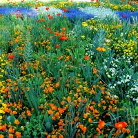 Isle of Mainau, Germany