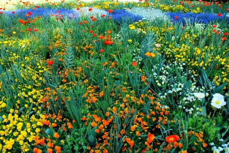 Isle of Mainau, Germany - tulips, blossoms, landscape, spring, colors, pansies