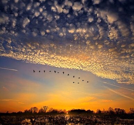 Bird migration before sunset - cloud, nature, sunset, bird