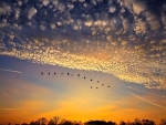 Bird migration before sunset