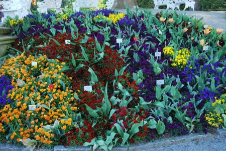 Isle of Mainau, Germany - spring, tulips, colors, pansies