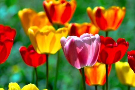 Tulips - tulip, flower, amazing, colors