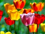 Tulips