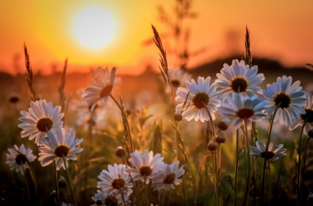 Daisies at Sunset - evening, sun, sunset, daisies, flower