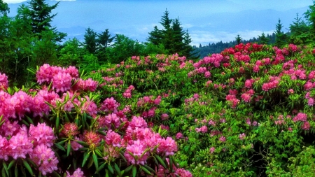 Beautiful Mountain Flowers - flowers, mountains, trees, nature