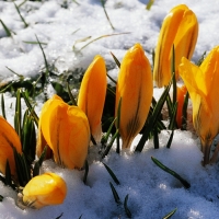 Yellow Flowers