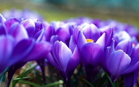 Blue Crocus - nature, crocus, blue, green, leaf, flowers, violet