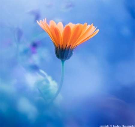 Softness - nature, flower, photography, soft