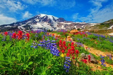 Mountain wildflowers