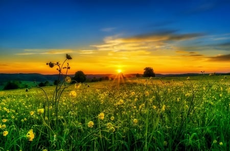 Sunset field - summer, meadow, beautiful, wildflowers, grass, sky, sunlight, field, sunset