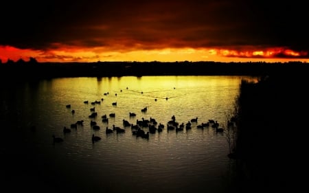 ducks in sunset - ducks, water, sunset, bird