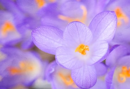 Crocuses - spring, orange, flower, crocus, pink