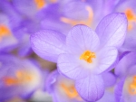 Crocuses