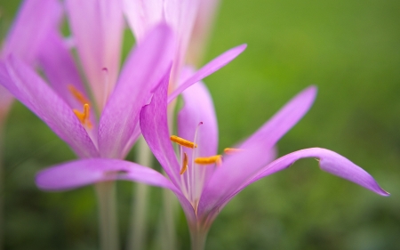 Pink flowers - spring, flower, pink, green