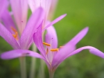 Pink flowers