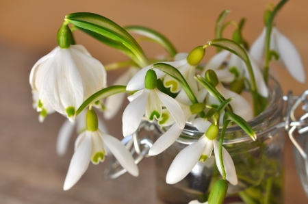 Snowdrops - white, flower, spring, glass jar, snowdrop, green