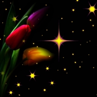 STARLIGHT TULIPS