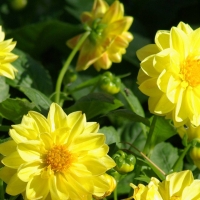 Golden dahlias