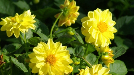 Golden dahlias - flowers, fun, Golden dahlias, nature, cool