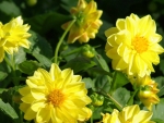 Golden dahlias