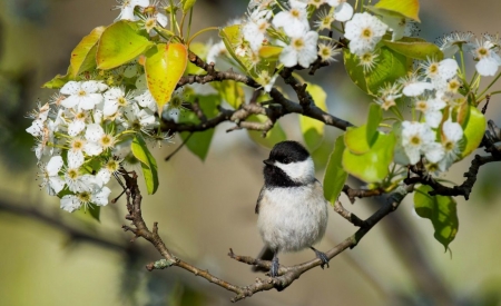 Spring Branches - flowers, spring, trees, bird