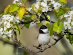 Spring Branches