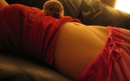 Girl with Hedgehog - slepping, animal, girl, red dress