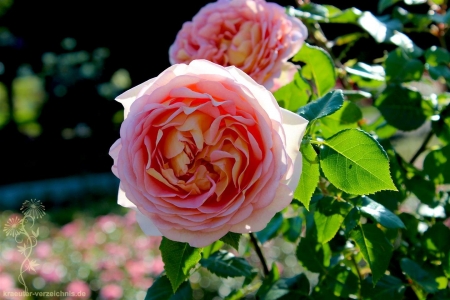 Pink Rose - petals, blossom, leaves, garden