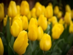 Yellow Tulips