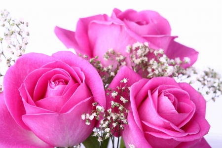 Pink Roses - bouquet, blossoms, petals, color