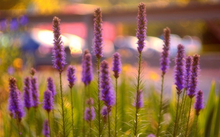 Alluring flowers in the field - white, purple, flowers, grass