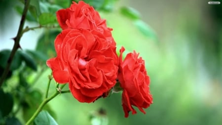 Stunning Red Magnolia