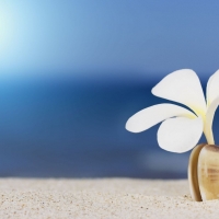 White flower at the beach shore