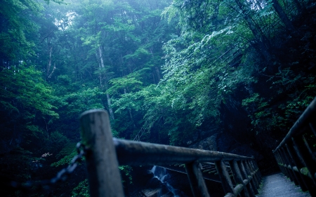 Forest - nature, leaf, tree, forest