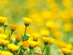 Yellow flowers