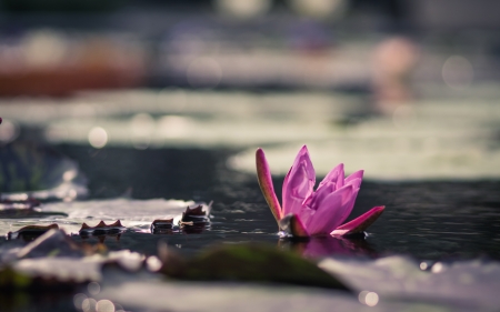 Flower - water, Flower, nature, leaf