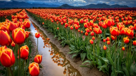 Fields of Tulips - leaves, orange, love, flowers