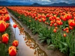 Fields of Tulips