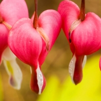 Pink water drops flowers