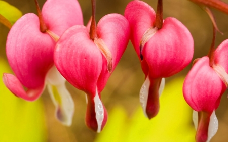 Pink water drops flowers - water, flowers, pink, heart