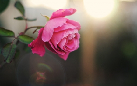 Pink rose - love, single, rose, flower