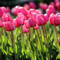 Spring pink tulips