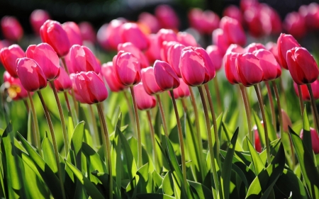 Spring pink tulips - stems, field, tulips, pink